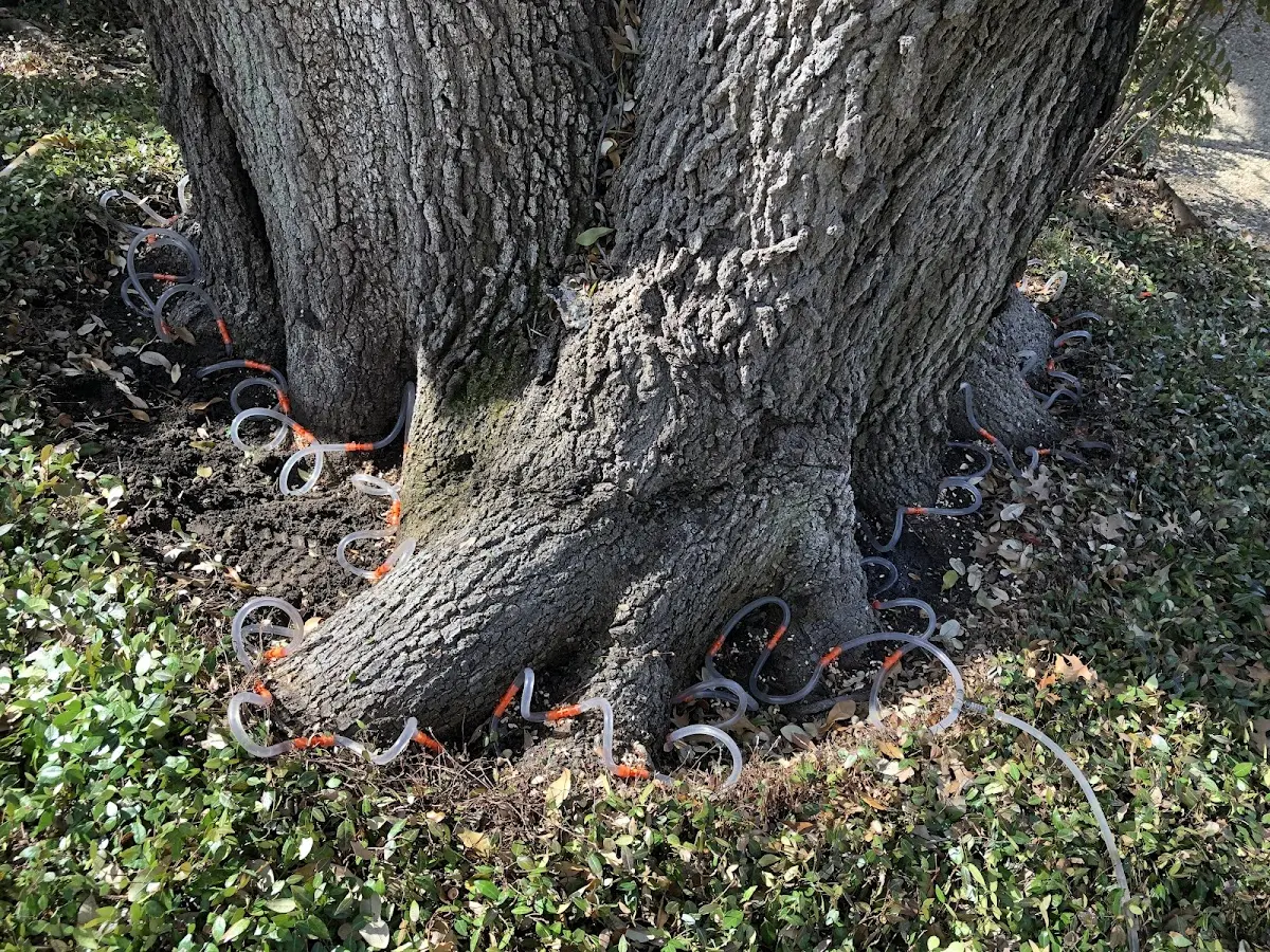Detailed Tree Cabling and Bracing job site in Galt